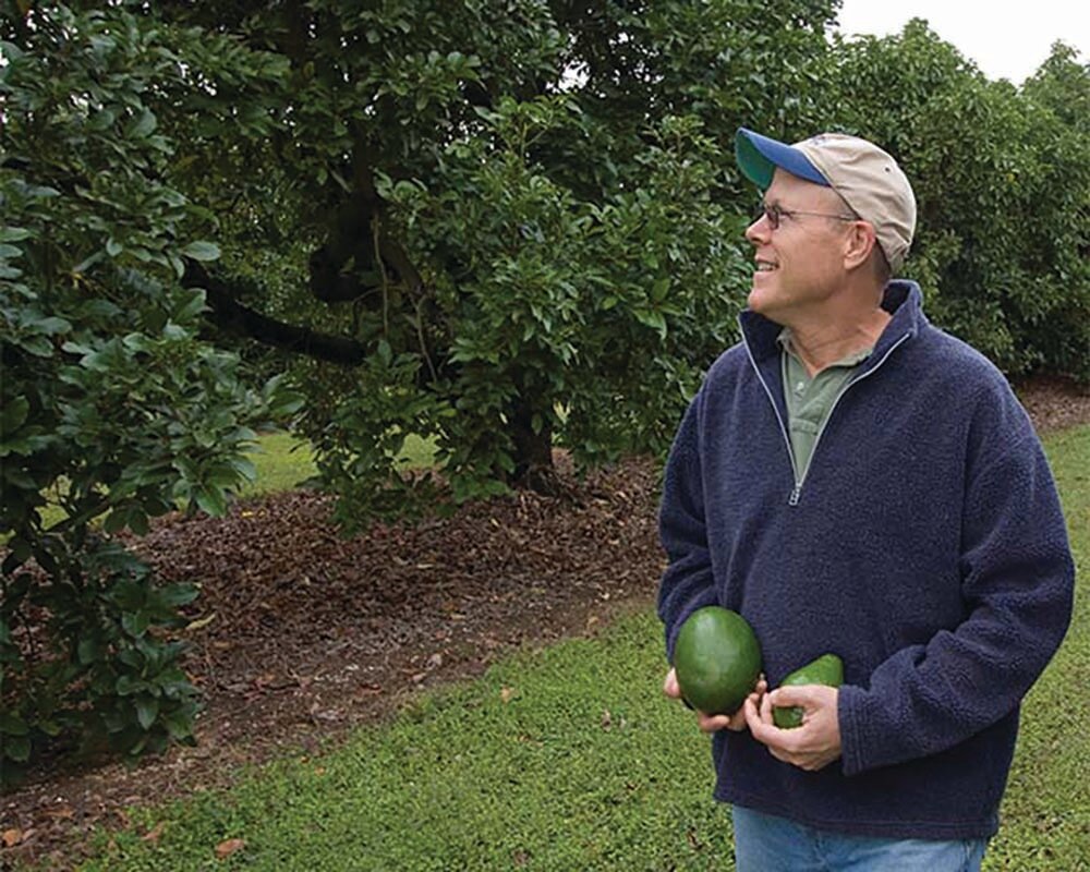 In this photo released by the University of Florida’s Institute of Food and Agricultural Sciences, agricultural economist Edward “Gilly” Evans, left, and tropical fruit expert Jonathan Crane examine avocados in a research grove at UF’s Tropical Research and Education Center in Homestead – Thursday, Jan. 15, 2009. The pair helped write a paper on the potential economic impact of laurel wilt, a disease threatening Florida’s avocado crop. If the disease reaches Miami-Dade County, it could destroy half the crop and cost the state $27 million.